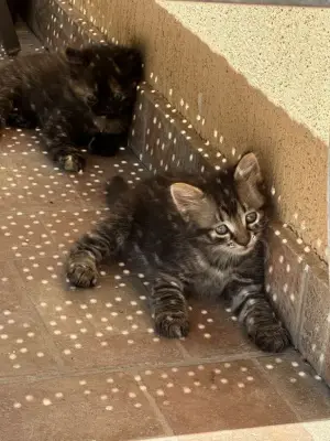 Donatie pui pisica