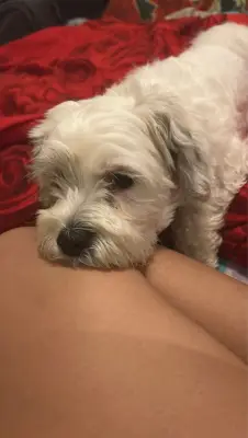 donez bichon talie mica