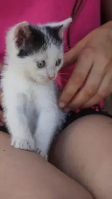 Donez pisoi