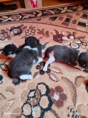 Donez spre adoptie 3 pisicute
