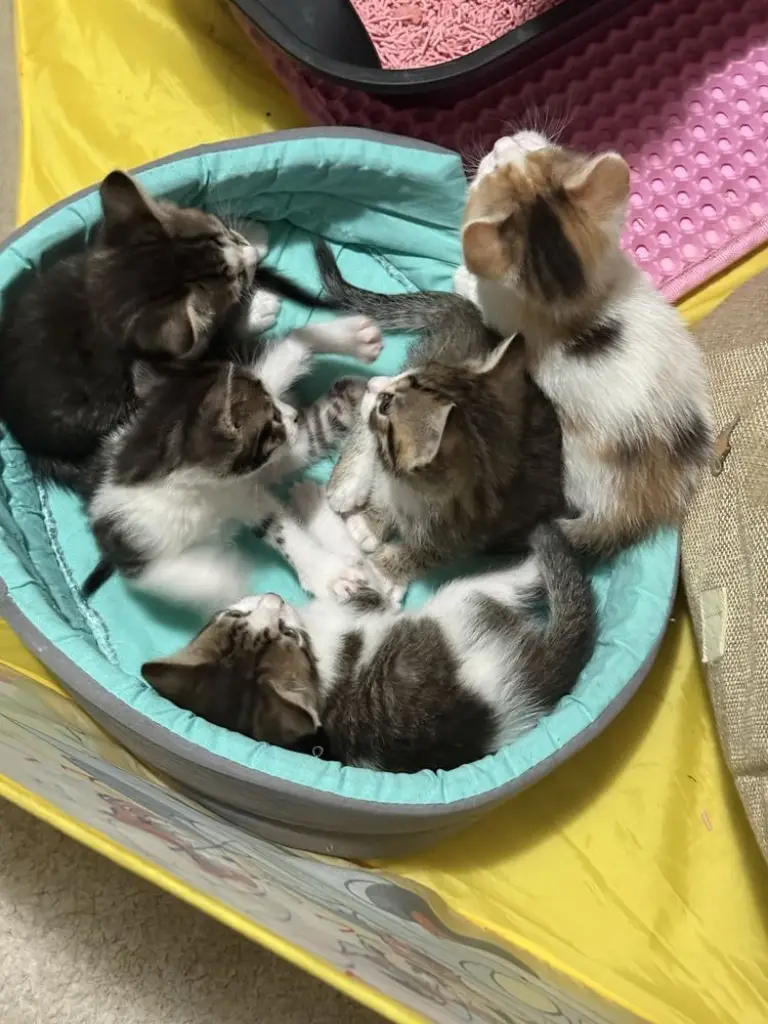 3 / 6