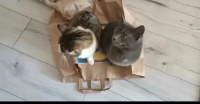 Spre adopție 3 pisici adorabile