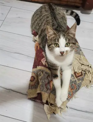 Spre adopție 3 pisici adorabile