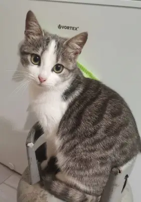 Spre adopție 3 pisici adorabile