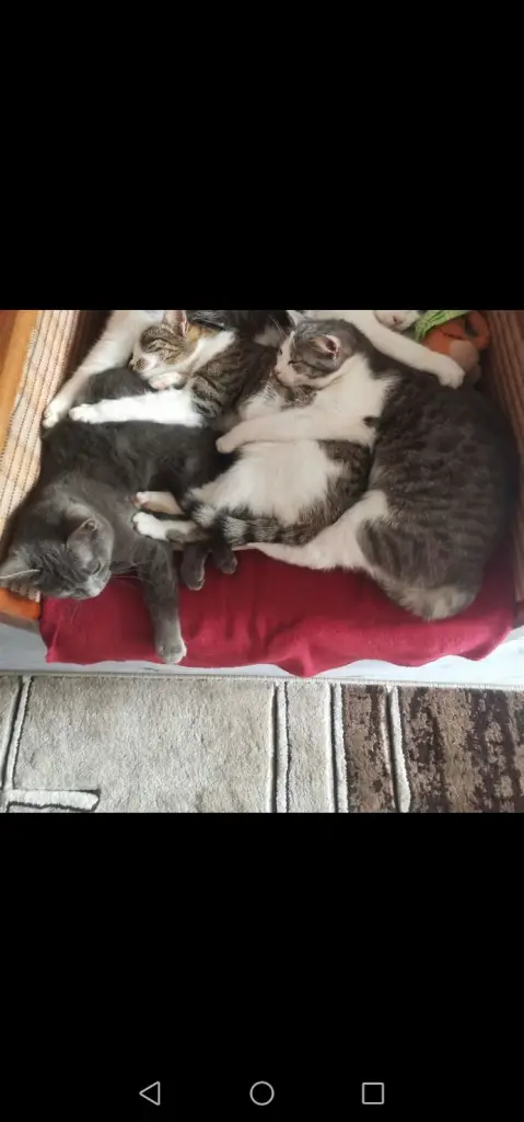4 / 4