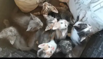 Spre adopție ghemotoace