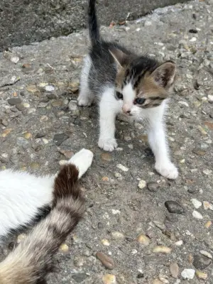 URGENT – PISICUȚE SPRE ADOPȚIE