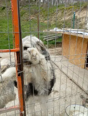 Donez 2 Cățele ciobănești
