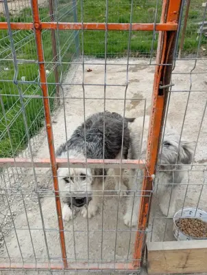 Donez 2 Cățele ciobănești