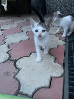 Pisici pentru adopție
