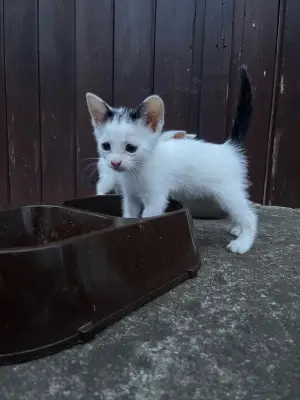 Pisici pentru adopție