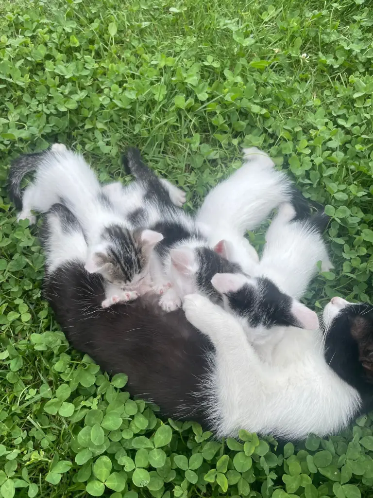 4 / 6