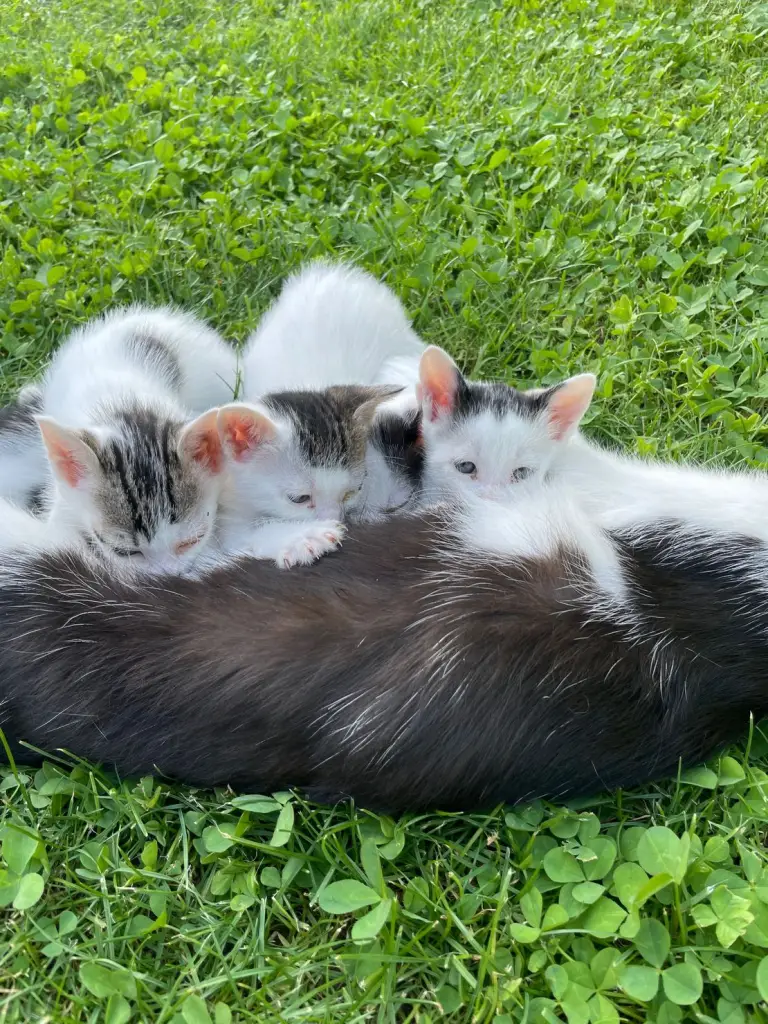 5 / 6
