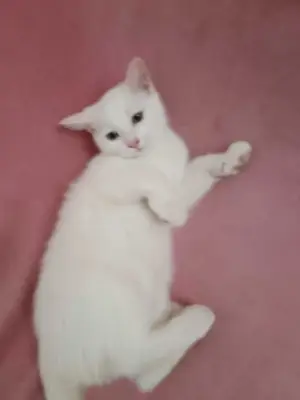 Donez pui pisica