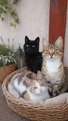 DONEZ - SPRE ADOPTIE - 3 pisici prea frumoase !