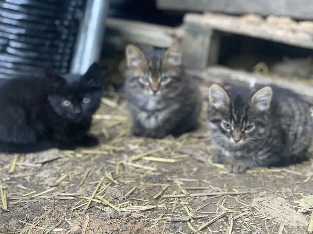 4 / 6