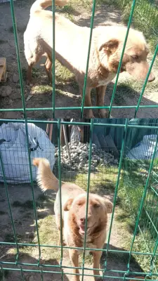 Cățelușa își caută un nou stăpân iubitor