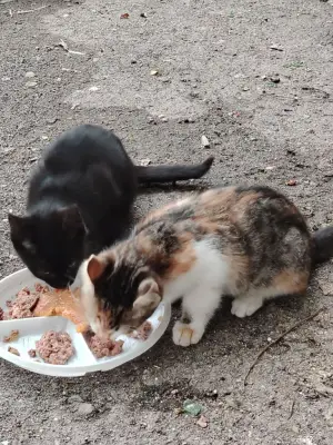 Donez pui de pisică de 2-3 luni - gratis