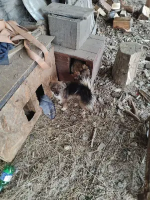 Donez 3 cățelușe