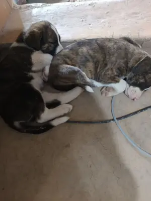 5 căței spre adopție