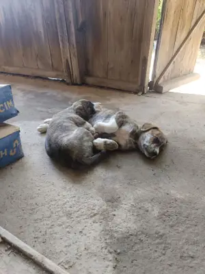 5 căței spre adopție