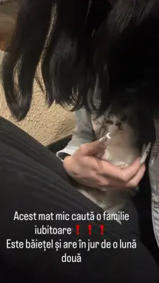 Donez pui de pisică