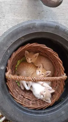 Donez 3 pui de pisică