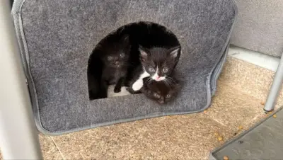 Donez pufosenii,fetite si baieti