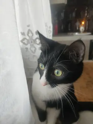 donez 3 pisici,femele , sterilizate in varsta de 9 luni