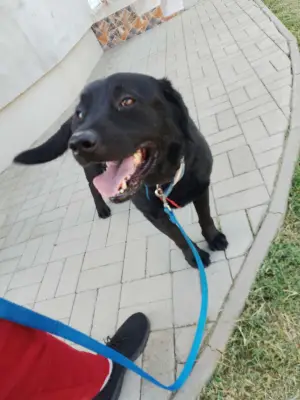 Donez câine Labrador