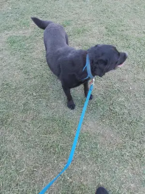 Donez câine Labrador
