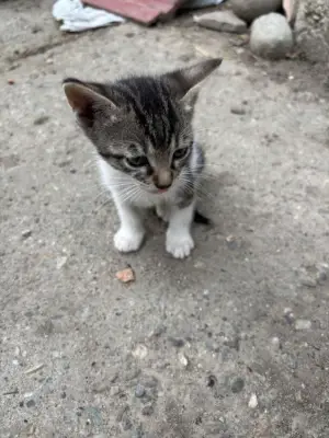 Donez pui de pisica