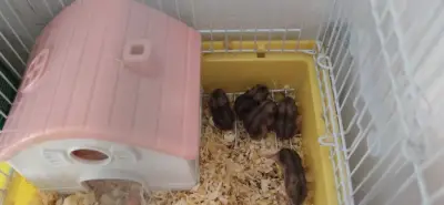 Donez 5 pui hamster! Rog seriozitate.