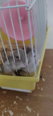 Donez 5 pui hamster! Rog seriozitate.