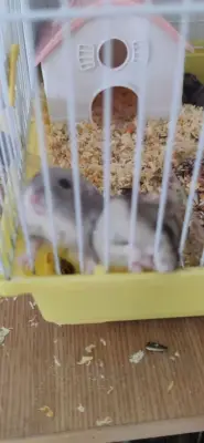 Donez 5 pui hamster! Rog seriozitate.