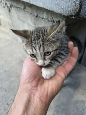 Donez pui pisica