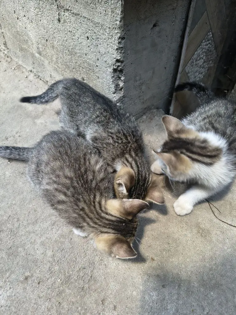 3 / 7
