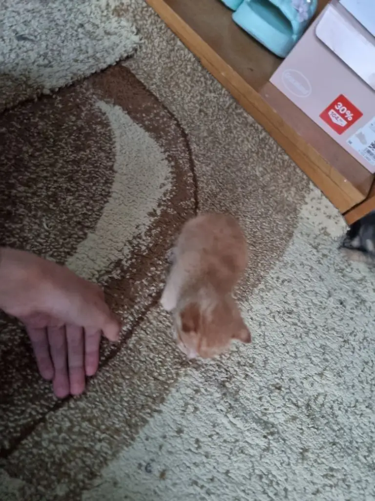 4 / 4