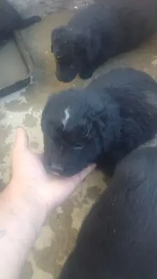 Donez 4 labrador și 2 ciobanesc carpatin