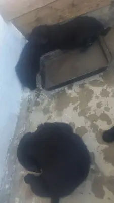 Donez 4 labrador și 2 ciobanesc carpatin