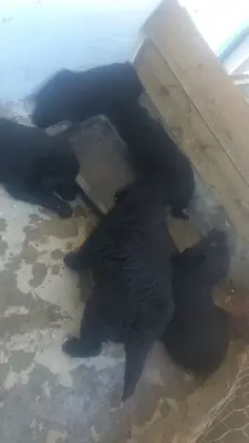 Donez 4 labrador și 2 ciobanesc carpatin