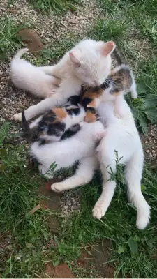 Donez puiuți de pisica .