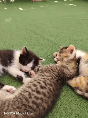 Puișori de pisicuță.