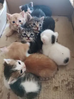 Donez pui de pisică spre adopție