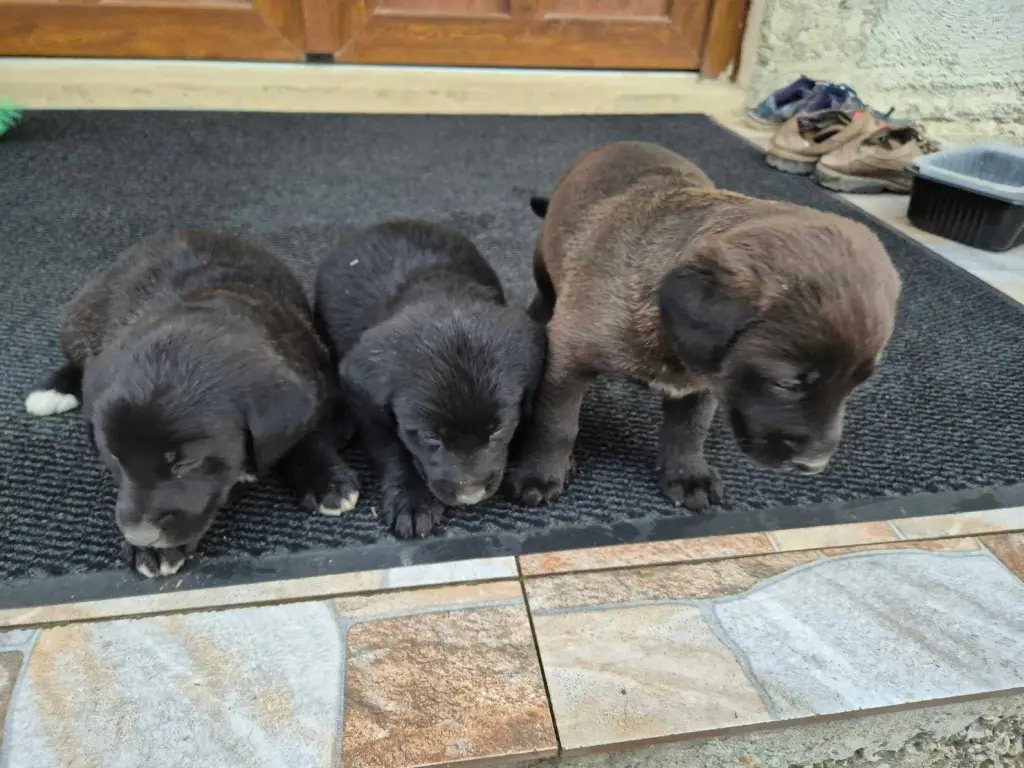 4 / 5