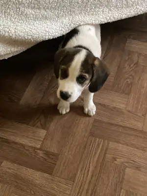 Donez! Amy isi cauta o noua casuta!