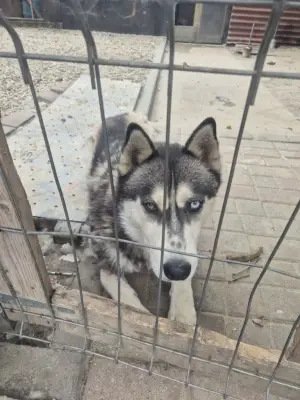 Donez pui haski de 1 an Lugoj