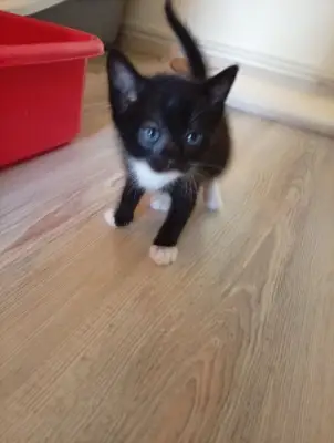 Adoptie pisoii