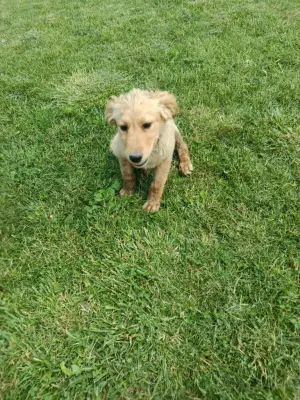 Donez catea Metis Labrador și 2 pisicuțe