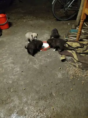 Donez doi pui